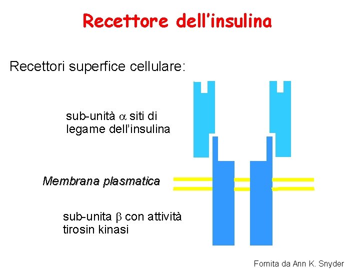 Recettore dell’insulina Recettori superfice cellulare: sub-unità a siti di legame dell’insulina Membrana plasmatica sub-unita