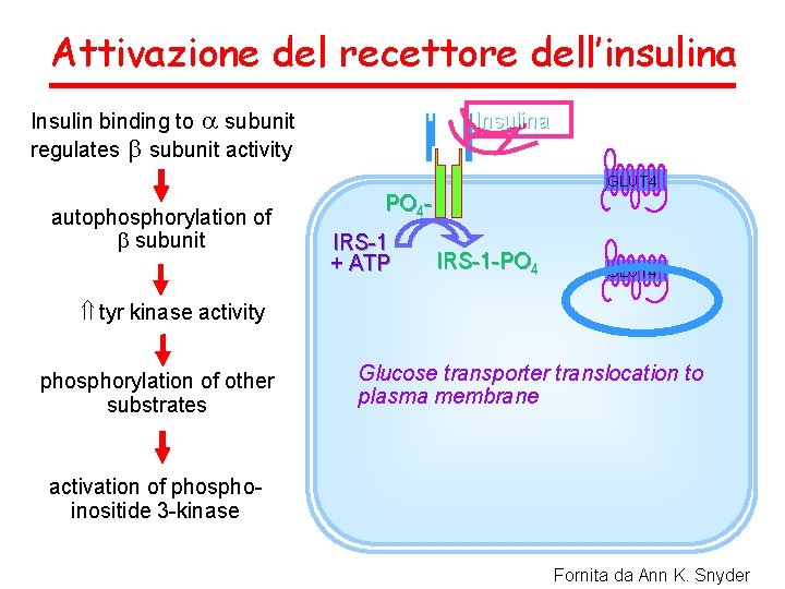 Attivazione del recettore dell’insulina Insulin binding to a subunit regulates b subunit activity Insulina