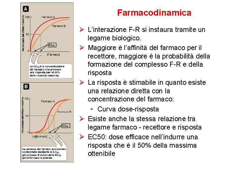 Farmacodinamica Ø L’interazione F-R si instaura tramite un legame biologico. Ø Maggiore è l’affinità