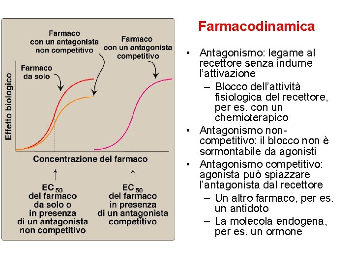 Farmacodinamica • Antagonismo: legame al recettore senza indurne l’attivazione – Blocco dell’attività fisiologica del