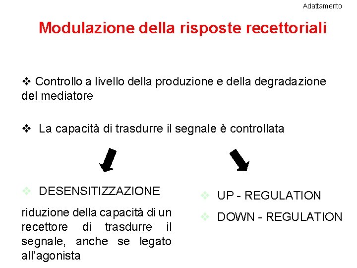 Adattamento Modulazione della risposte recettoriali v Controllo a livello della produzione e della degradazione