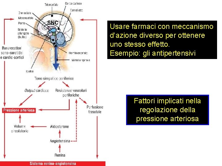 Usare farmaci con meccanismo d’azione diverso per ottenere uno stesso effetto. Esempio: gli antipertensivi