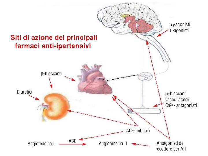 Siti di azione dei principali farmaci anti-ipertensivi 