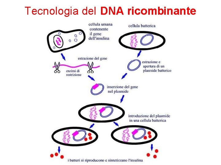 Tecnologia del DNA ricombinante 