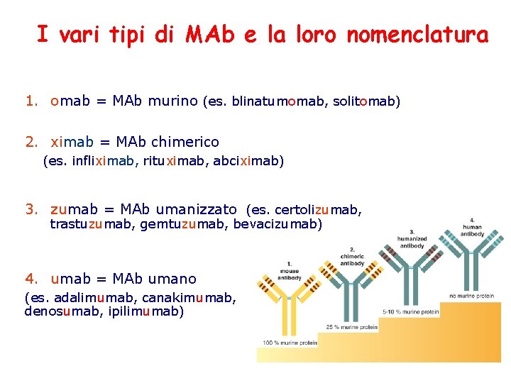 I vari tipi di MAb e la loro nomenclatura 1. omab = MAb murino