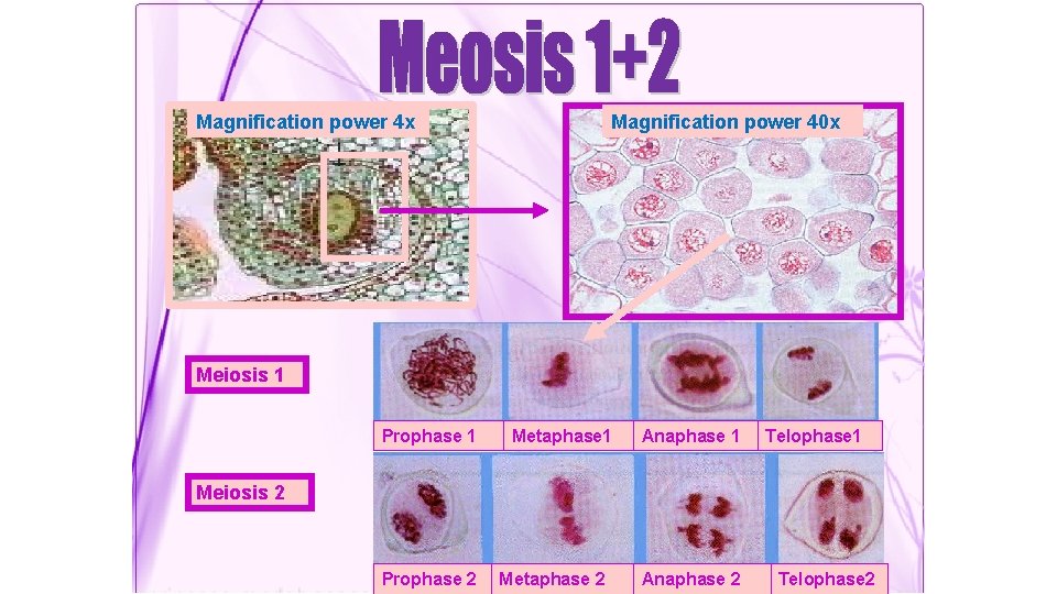 Magnification power 4 x Magnification power 40 x Meiosis 1 Prophase 1 Metaphase 1