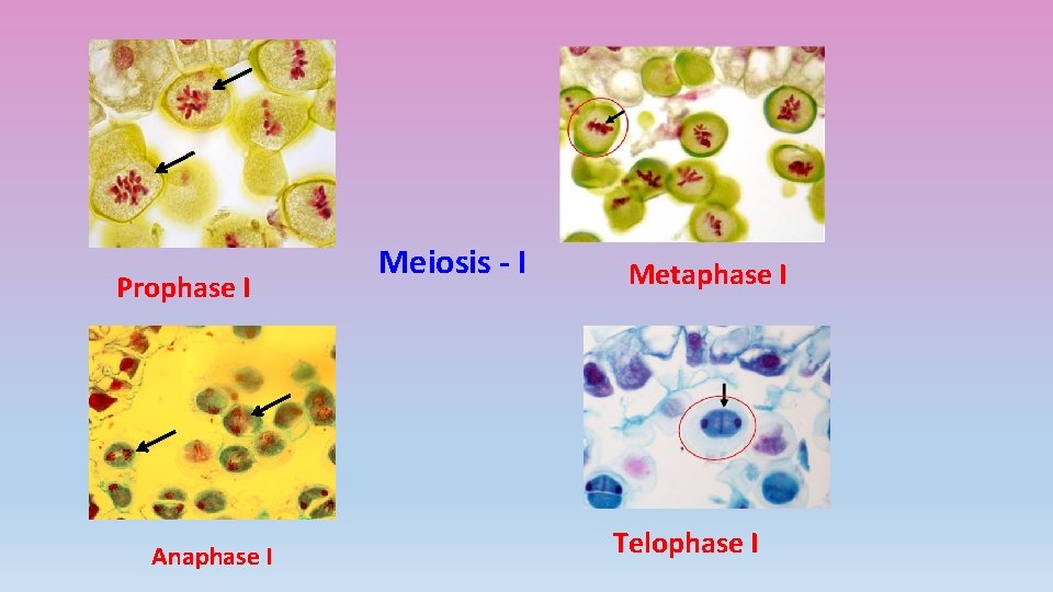 Prophase I Anaphase I Meiosis - I Metaphase I Telophase I 