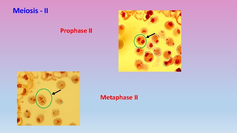 Meiosis - II Prophase II Metaphase II 
