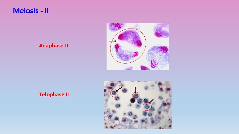 Meiosis - II Anaphase II Telophase II 