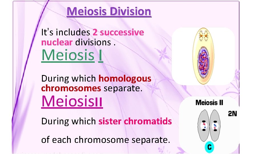 Meiosis Division It’s includes 2 successive nuclear divisions. Meiosis ׀ During which homologous chromosomes