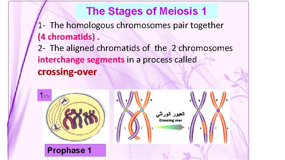 The Stages of Meiosis 1 1 - The homologous chromosomes pair together (4 chromatids).