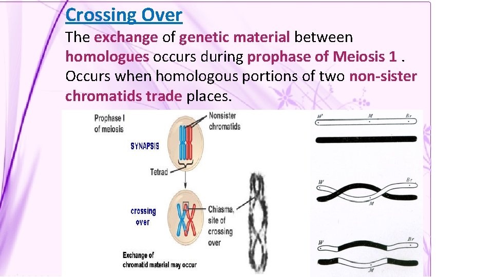 Crossing Over The exchange of genetic material between homologues occurs during prophase of Meiosis