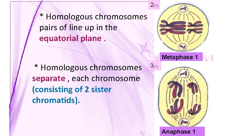 2(1) * Homologous chromosomes pairs of line up in the equatorial plane. Metaphase 1