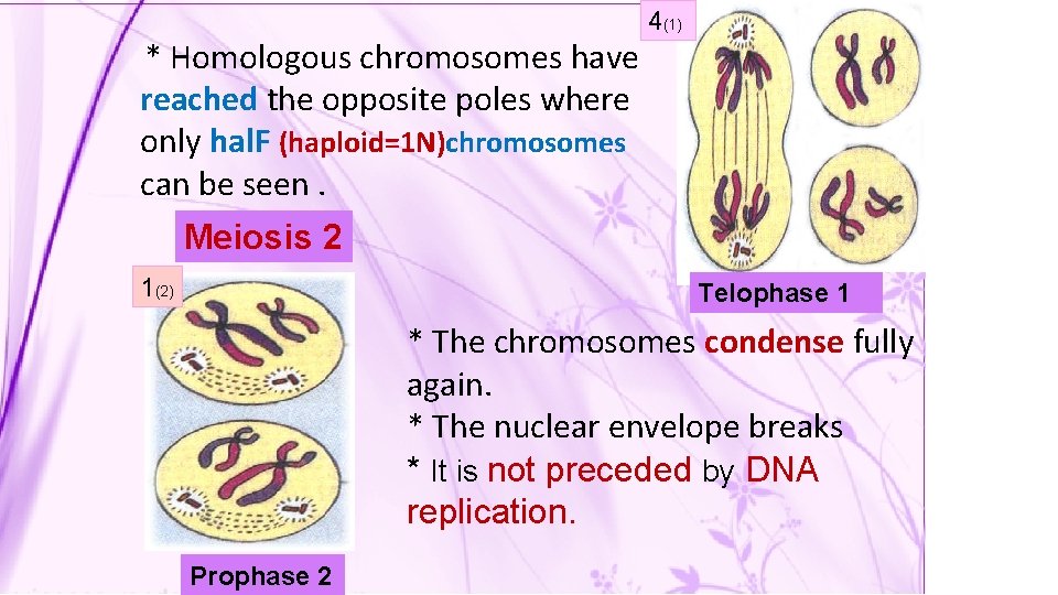 * Homologous chromosomes have reached the opposite poles where only hal. F (haploid=1 N)chromosomes
