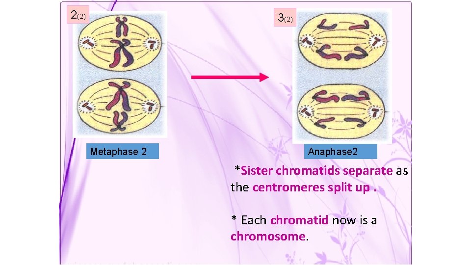 2(2) 3(2) Metaphase 2 Anaphase 2 *Sister chromatids separate as the centromeres split up.