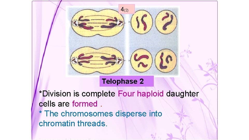 4(2) Telophase 2 *Division is complete Four haploid daughter cells are formed. * The