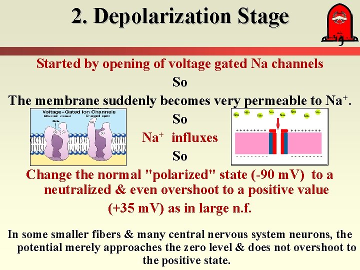 2. Depolarization Stage Started by opening of voltage gated Na channels So The membrane