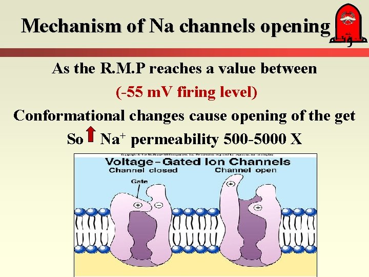 Mechanism of Na channels opening As the R. M. P reaches a value between