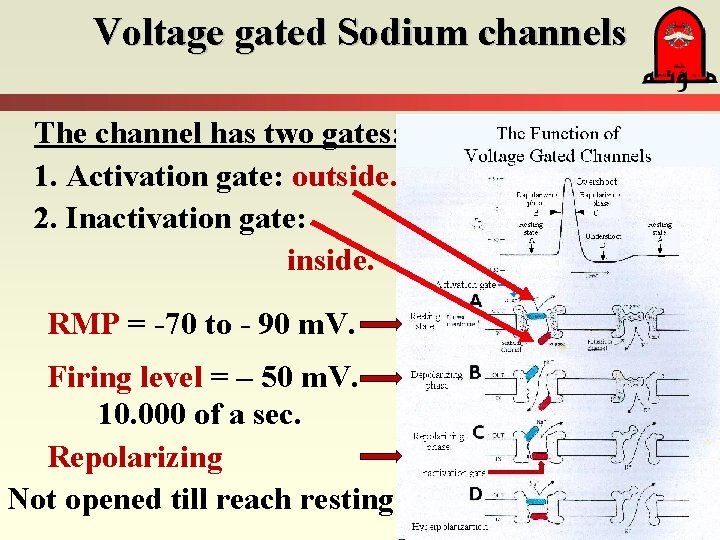 Voltage gated Sodium channels The channel has two gates: 1. Activation gate: outside. 2.
