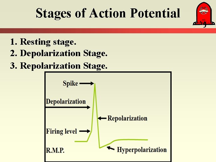 Stages of Action Potential 1. Resting stage. 2. Depolarization Stage. 3. Repolarization Stage. 