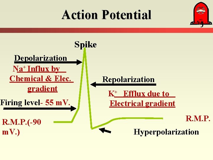 Action Potential Spike Depolarization Na+ Influx by Chemical & Elec. gradient Firing level- 55