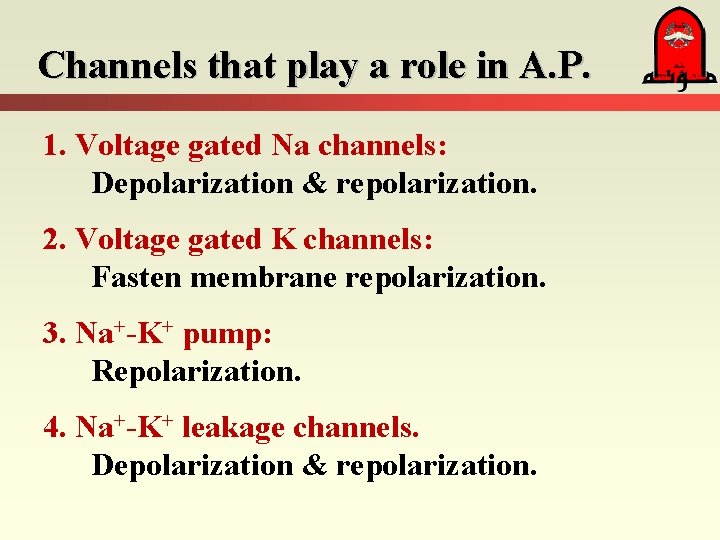 Channels that play a role in A. P. 1. Voltage gated Na channels: Depolarization