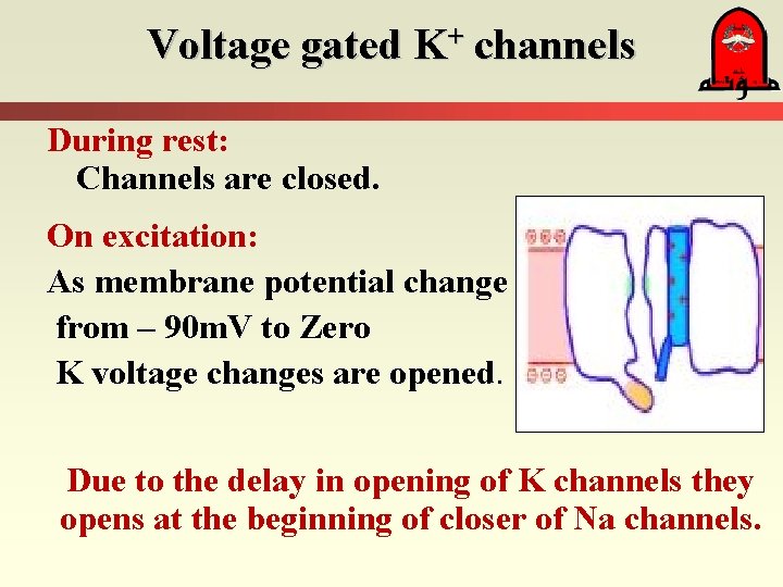 Voltage gated K+ channels During rest: Channels are closed. On excitation: As membrane potential
