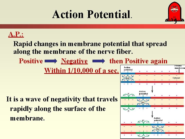 Action Potential. A. P. : Rapid changes in membrane potential that spread along the