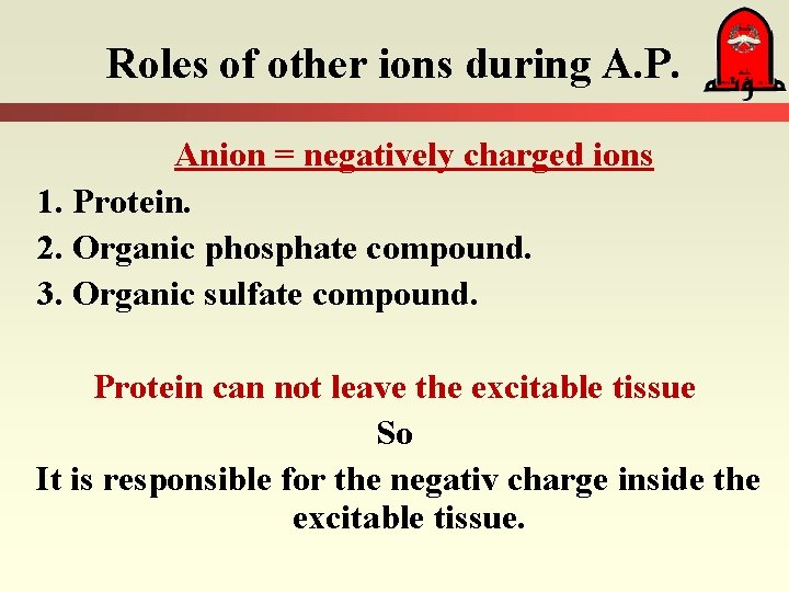 Roles of other ions during A. P. Anion = negatively charged ions 1. Protein.