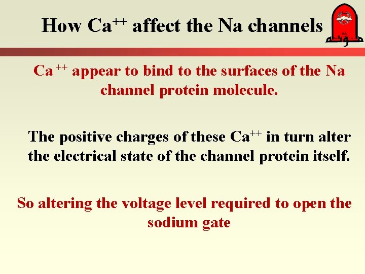 How Ca++ affect the Na channels Ca ++ appear to bind to the surfaces