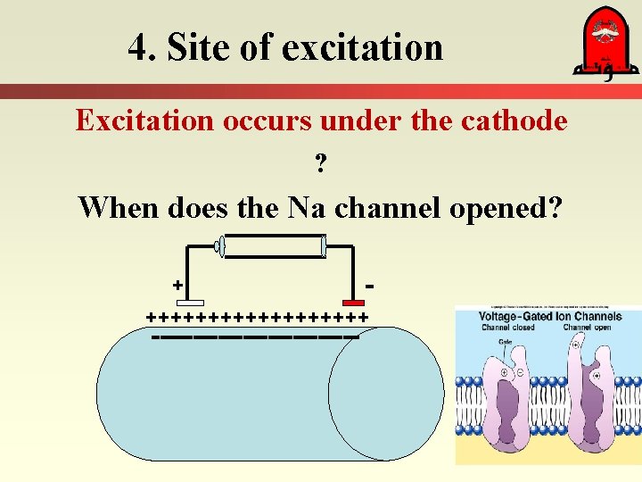 4. Site of excitation Excitation occurs under the cathode ? When does the Na