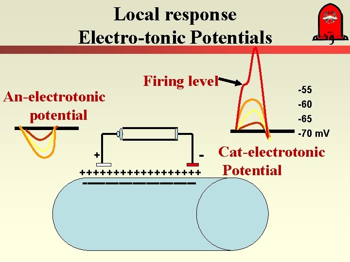 Local response Electro-tonic Potentials An-electrotonic potential Firing level + +++++++++ ------------- -55 -60 -65