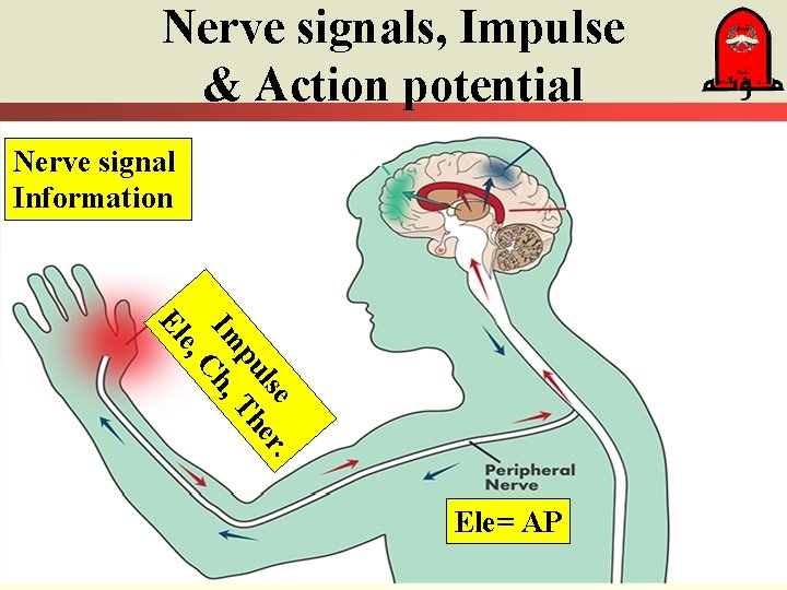Nerve signals, Impulse & Action potential Nerve signal Information . lse er pu Th