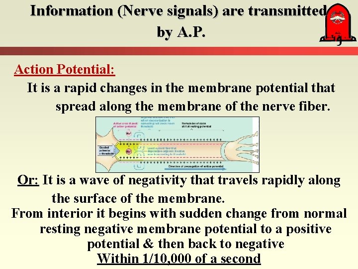 Information (Nerve signals) are transmitted by A. P. Action Potential: It is a rapid