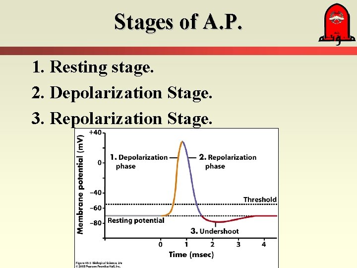 Stages of A. P. 1. Resting stage. 2. Depolarization Stage. 3. Repolarization Stage. 