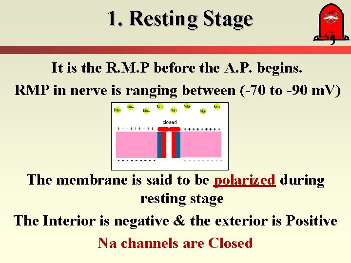 1. Resting Stage It is the R. M. P before the A. P. begins.