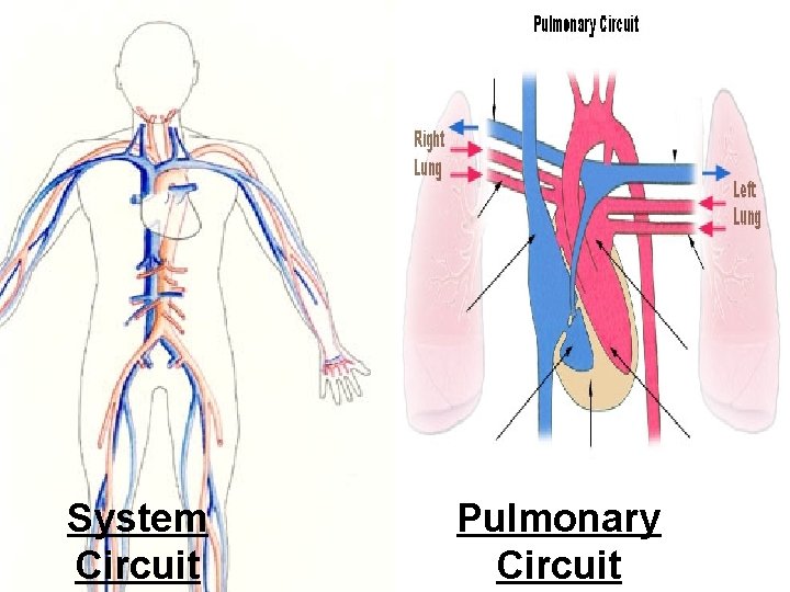 System Circuit Pulmonary Circuit 