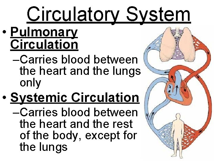 Circulatory System • Pulmonary Circulation –Carries blood between the heart and the lungs only