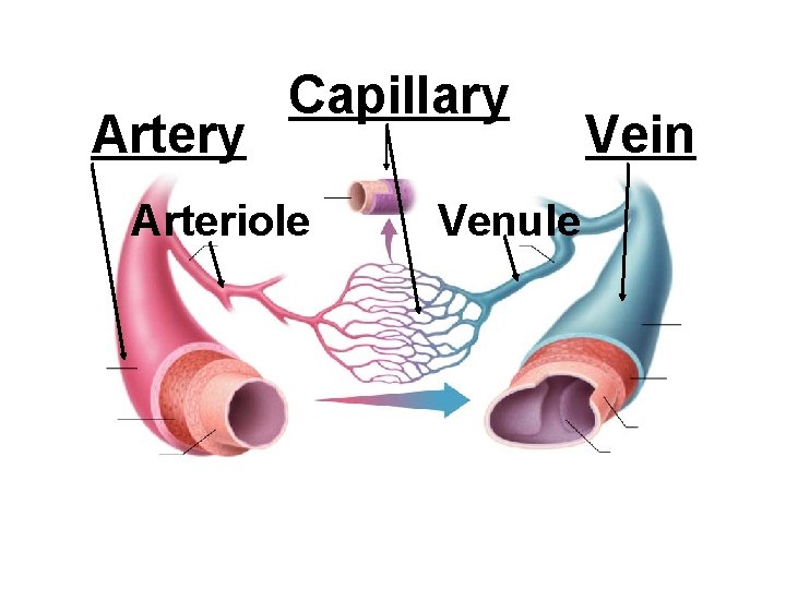 Artery Capillary Arteriole Venule Vein 