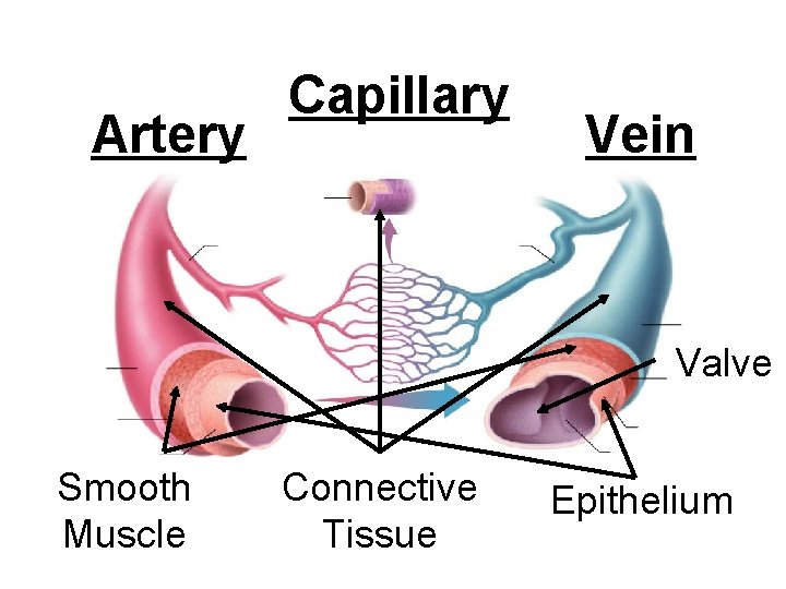 Artery Capillary Vein Valve Smooth Muscle Connective Tissue Epithelium 