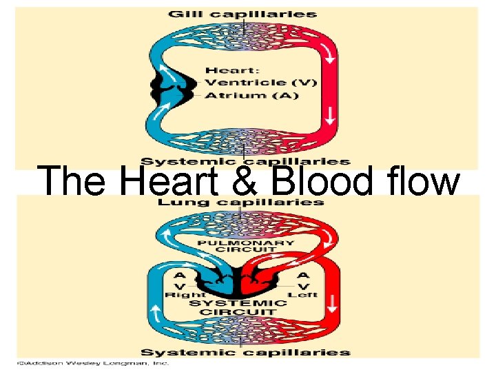 The Heart & Blood flow 