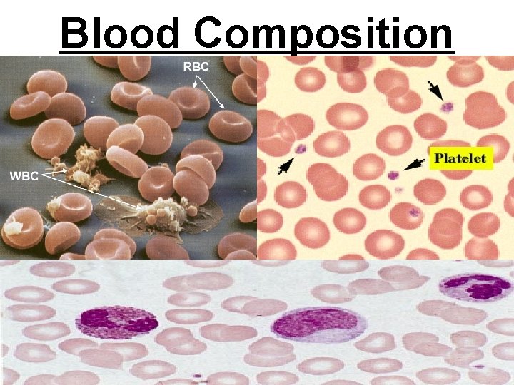 Blood Composition 