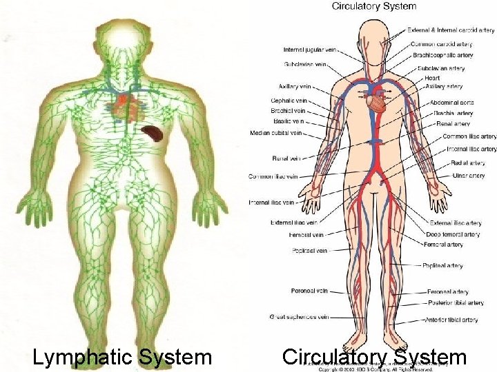 Lymphatic System Circulatory System 