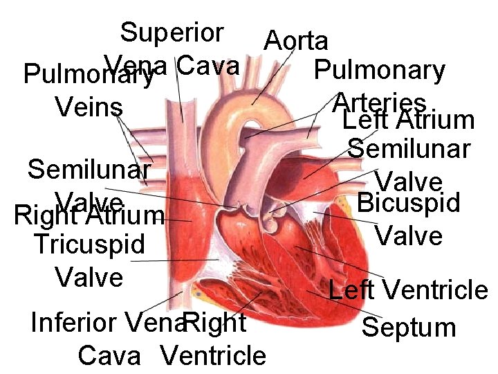 Superior Aorta Vena Cava Pulmonary Arteries Veins Left Atrium Semilunar Valve Bicuspid Right Atrium