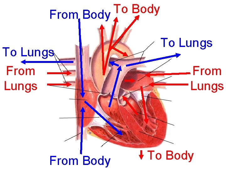 To Body From Body To Lungs From Lungs To Body 