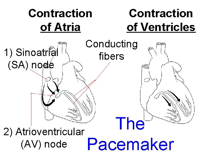 Contraction of Atria Section 37 -1 1) Sinoatrial (SA) node Contraction of Ventricles Conducting