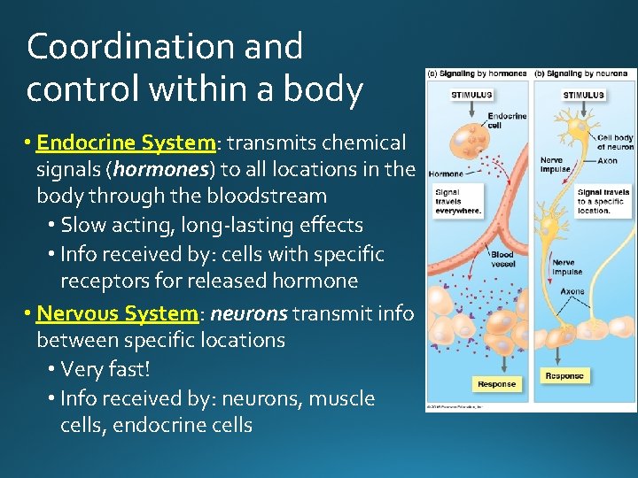 Coordination and control within a body • Endocrine System: transmits chemical signals (hormones) to