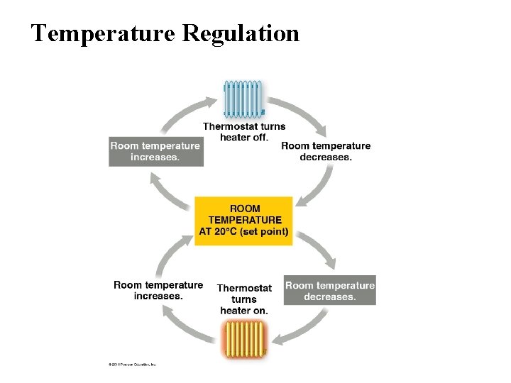Temperature Regulation 