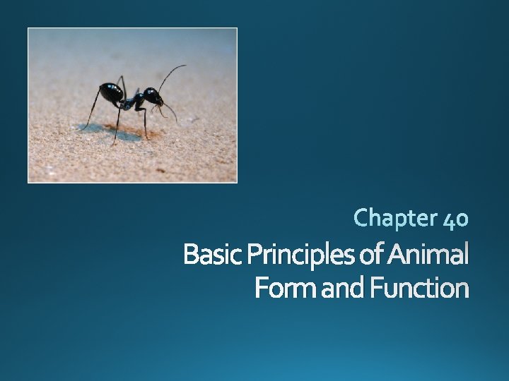 Basic Principles of Animal Form and Function 