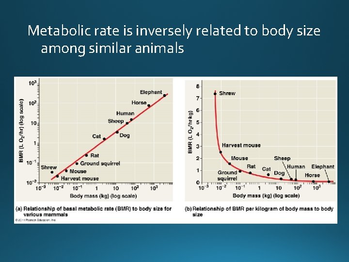 Metabolic rate is inversely related to body size among similar animals 